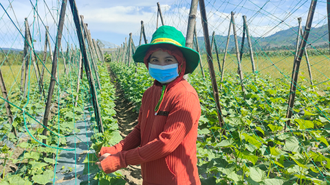 Tại An Lão - Bình Định, bà con nông dân tích cực sản xuất vụ Ðông