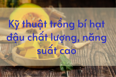 Kỹ thuật trồng bí đỏ hạt đậu năng suất cao