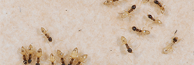 Những mối nguy lớn từ loài kiến bé nhỏ mà bạn nên biết