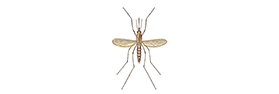 Tìm hiểu về Muỗi Aedes
