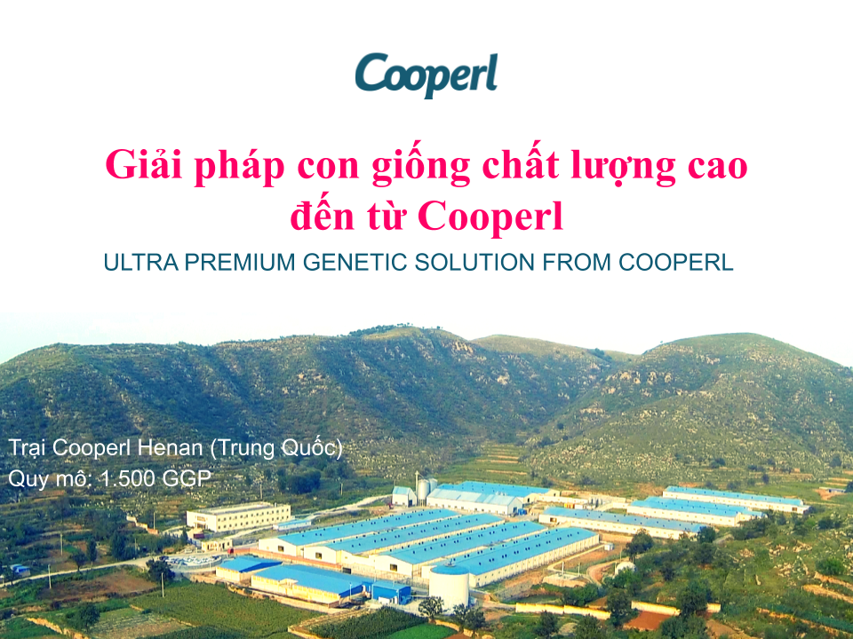 Giải pháp con giống GGP phù hợp nhất cho hệ thống chuỗi thực phẩm