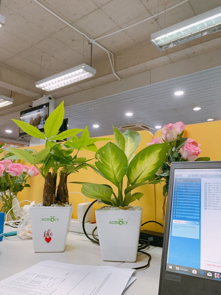 Lợi ích của việc trồng cây xanh đối với người làm văn phòng văn phòng