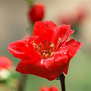 Cây mai đỏ, cách trồng chăm sóc, cho mai đỏ nở đúng dịp Tết