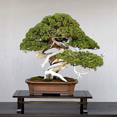 Cây Bonsai ‘Siêu To Khổng Lồ’ tại ‘Lễ hội Bonsai & Suiseki châu Á – Thái Bình Dương’