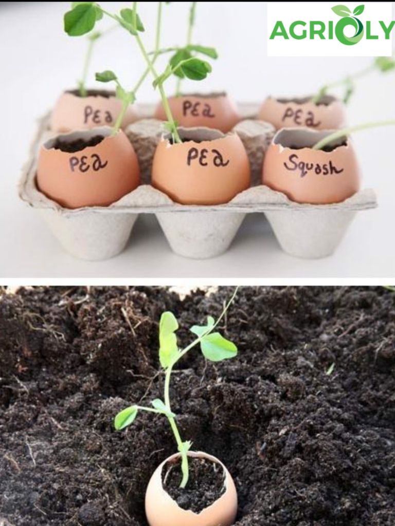 Một số gợi ý sử dụng vỏ trứng gà cho việc ươm mầm và trồng cây