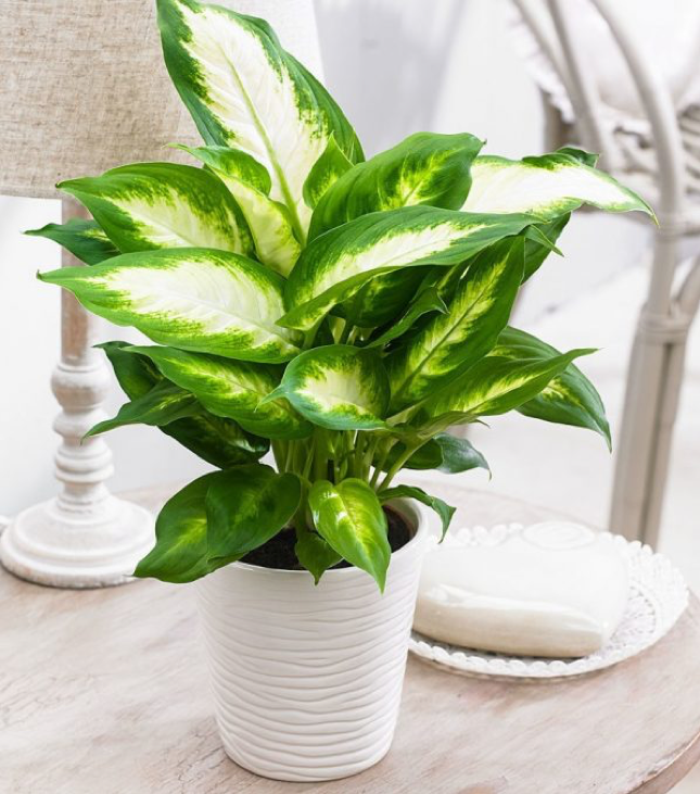 Tổng hợp 10 loại cây phong thủy trưng văn phòng đẹp ở AGRIOLY