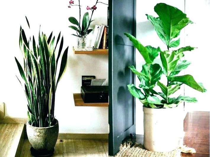 Bí quyết tạo điểm nhấn xanh tươi từ cây xanh trong nhà phố