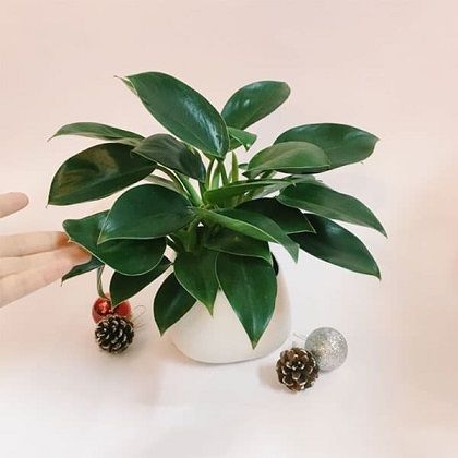 5 loại cây cảnh mini lọc không khí cực đỉnh, dân văn phòng chưa có phải mua ngay