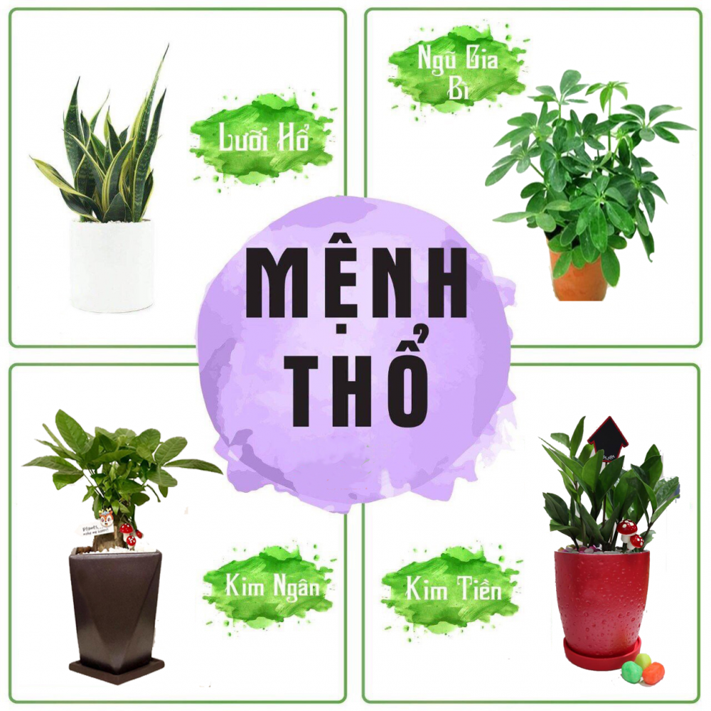 Gợi ý các loại cây nên trồng hợp phong thuỷ cho người mệnh Thổ