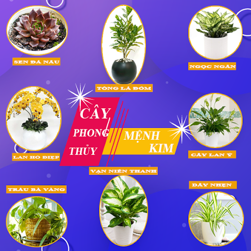 Người mệnh Kim nên trồng cây gì trong nhà để thu hút tài lộc?