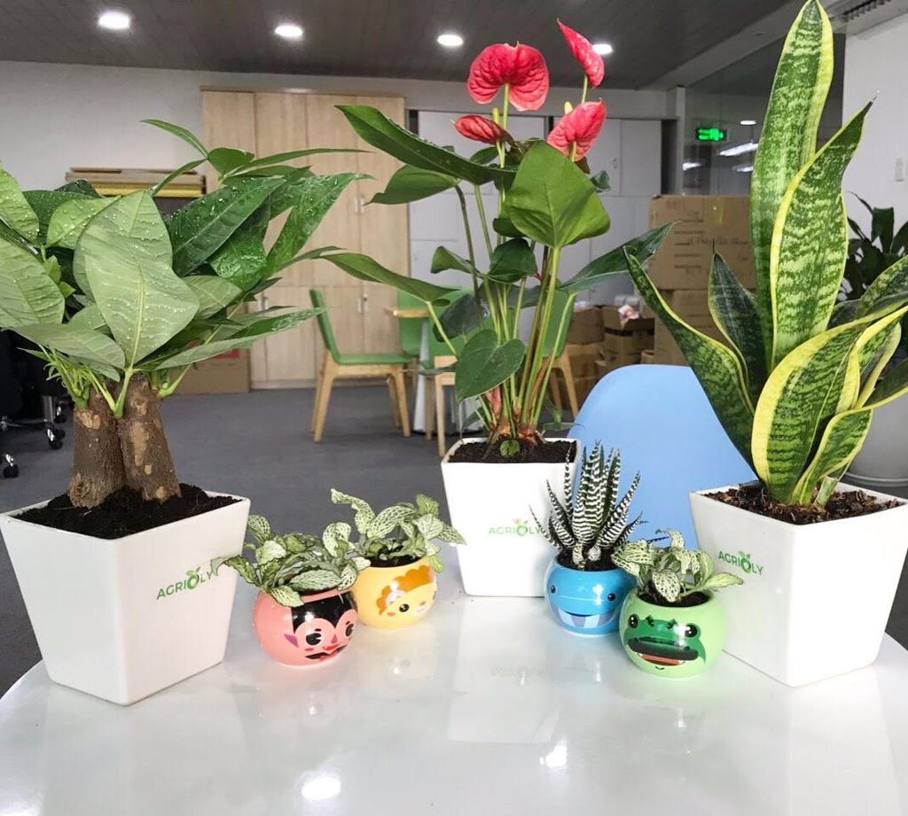 Trang trí nội thất xinh lung linh với những chậu Grass Kit nhiều màu sắc