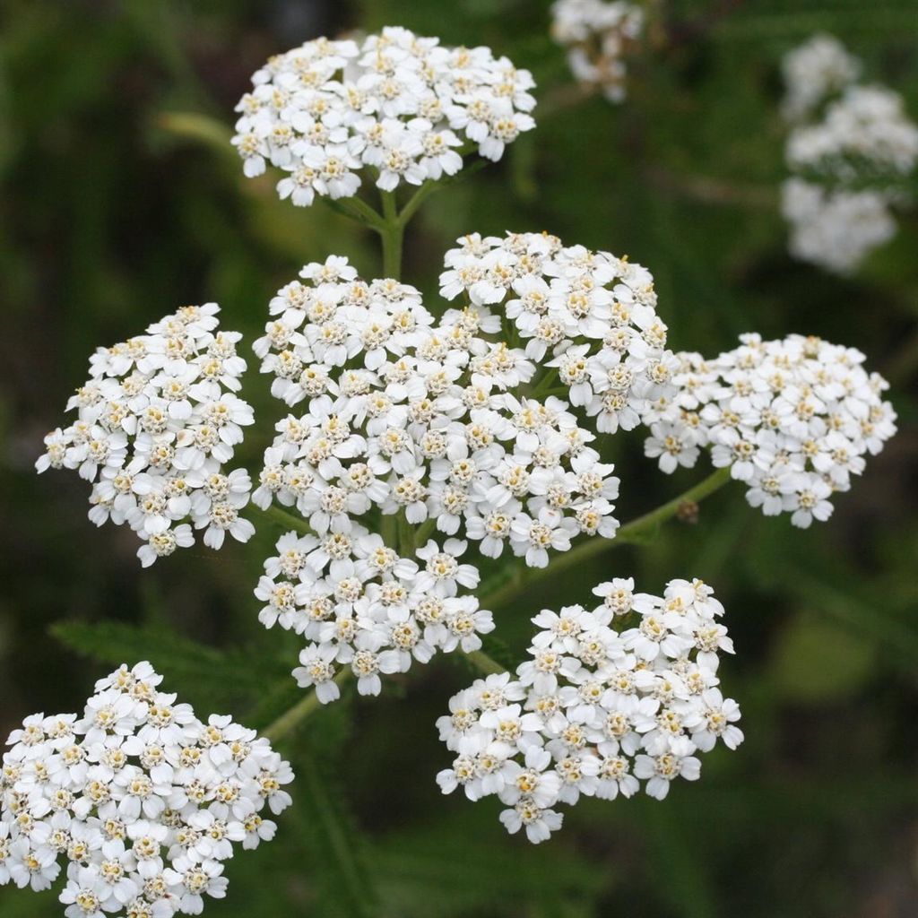 Chuyện kể thành phần: Yarrow - Hoa Cỏ Thi: