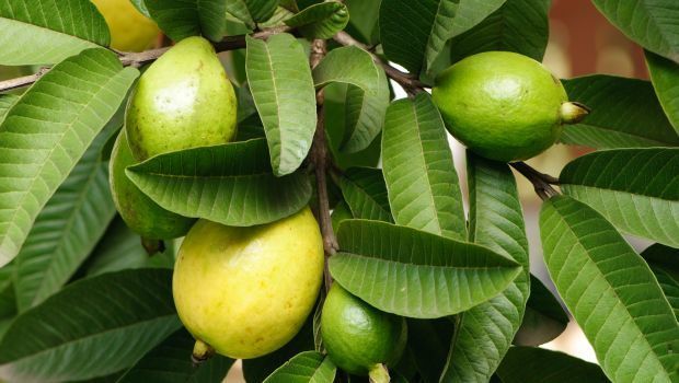 Chuyện kể thành phần: Kỳ diệu lá ổi - Kho báu làm đẹp của thiên nhiên