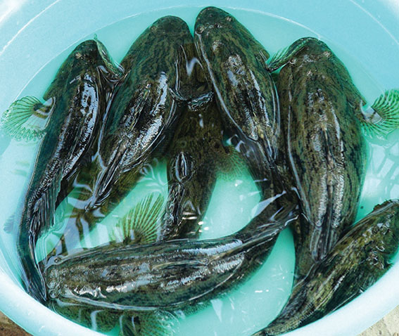 Kỹ thuật nuôi cá bống tượng bằng vi sinh – Tăng năng suất, sạch bệnh, lời cao