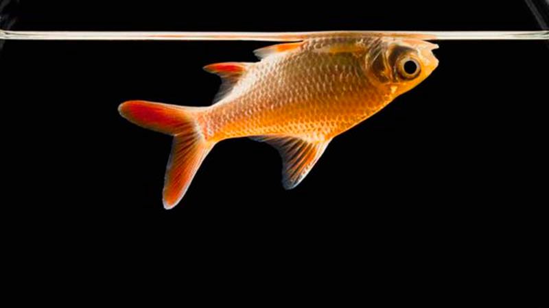 2 nguyên nhân khiến cá nổi đầu thường gặp - Chephamthongminh – Men Vi Sinh Trồng Trọt