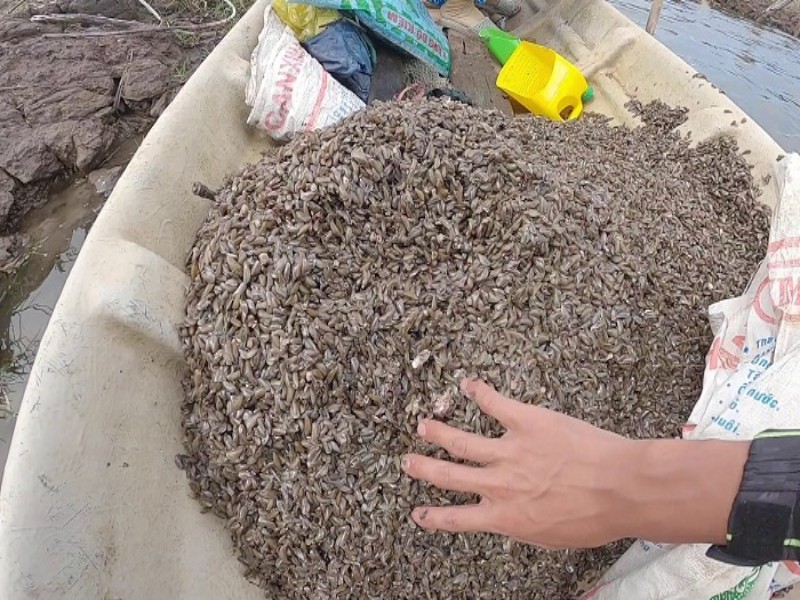 Cua ăn gì - Chế độ dinh dưỡng toàn diện cho các loại cua nuôi