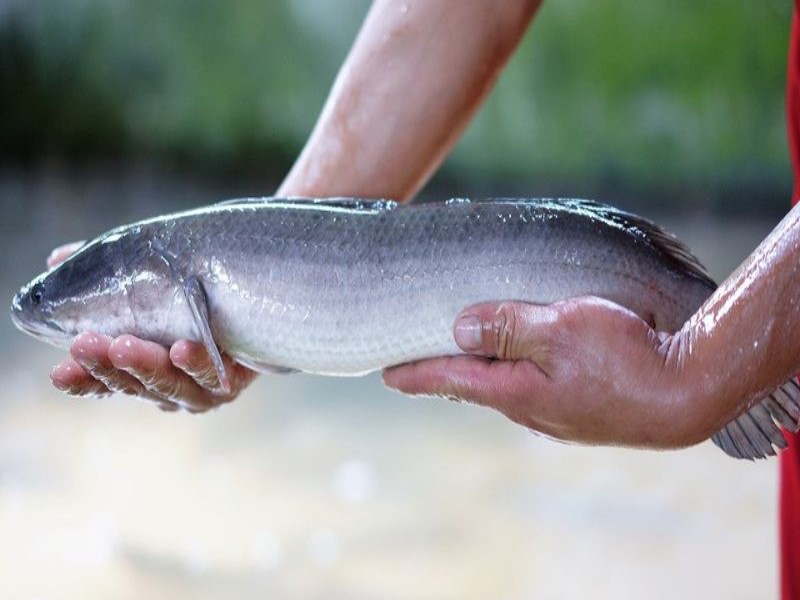 Nuôi cá lóc cho ăn gì? Hướng dẫn toàn diện về dinh dưỡng và kỹ thuật cho ăn
