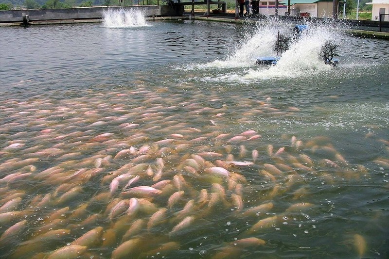 Phân tích hiệu quả vi sinh EM trong xử lý nước nuôi thủy sản