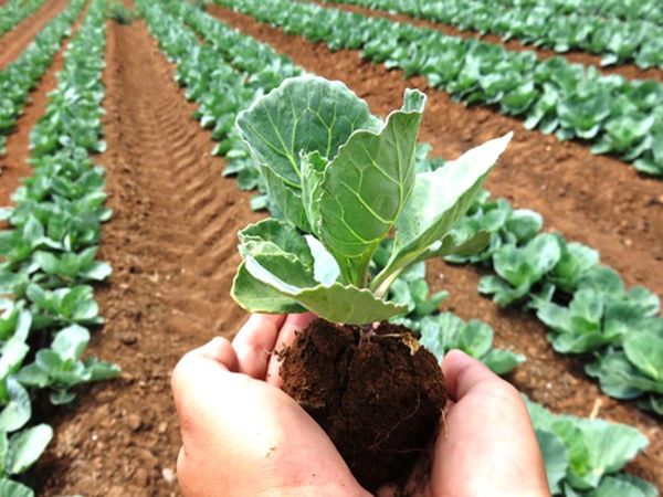 chế phẩm vi sinh là gì