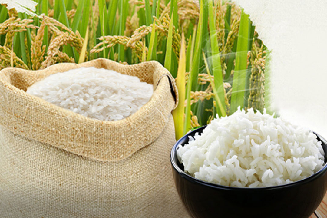 Đại lý gạo Hoa Lan