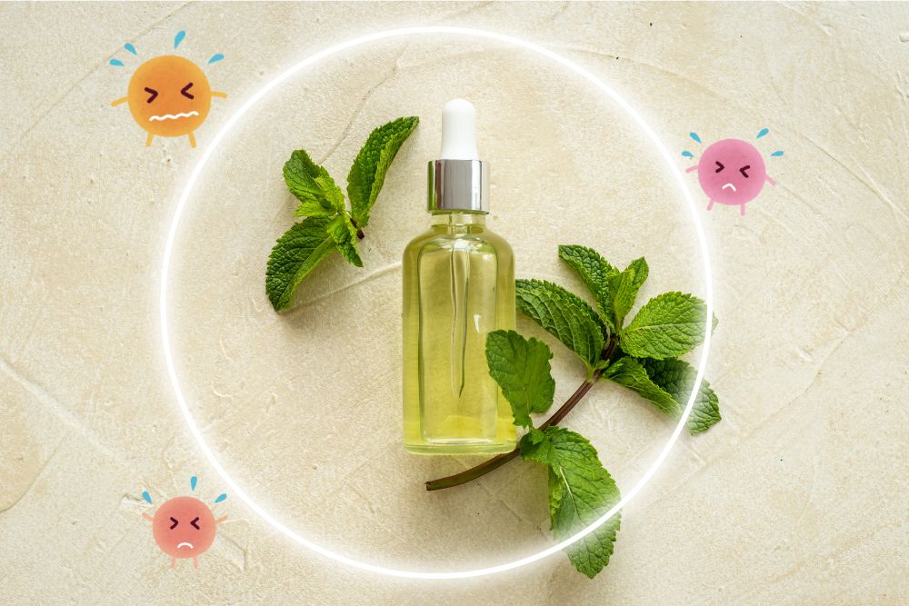 Tinh dầu bạc hà kháng khuẩn và kháng viêm