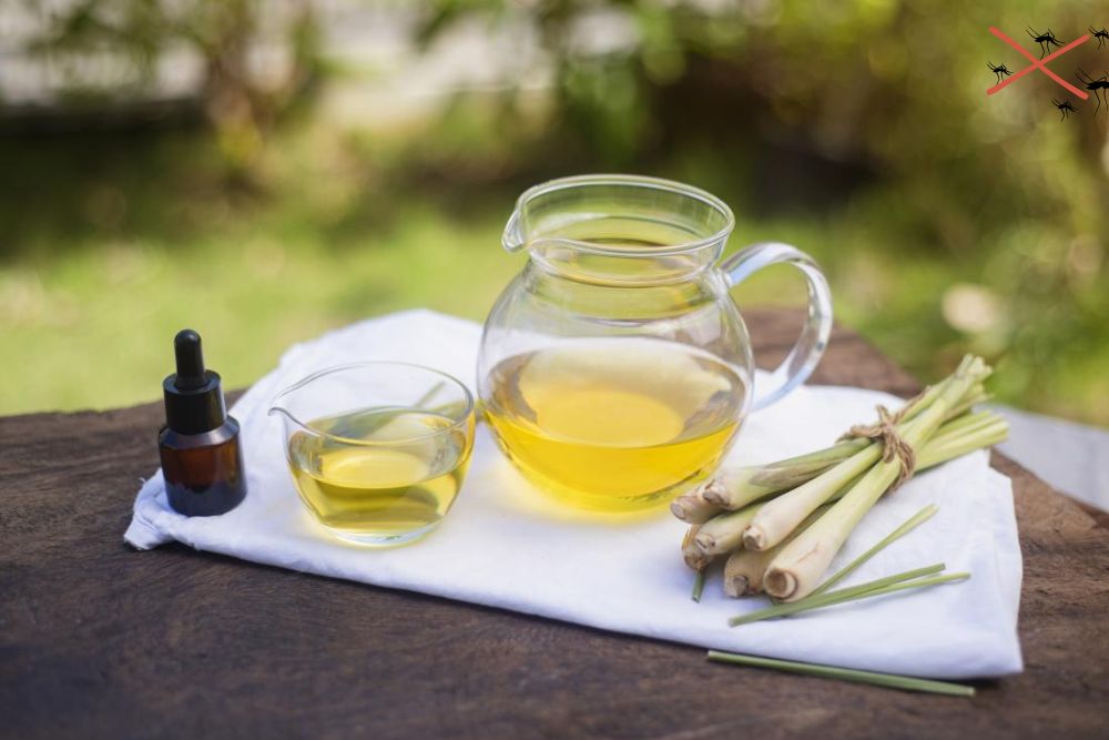Tại sao tinh dầu sả lại có thể đuổi muỗi