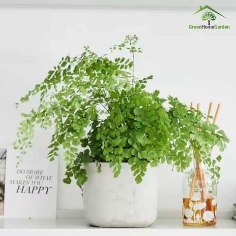Top 10 cây trồng ban công chịu nắng cực tốt bạn chưa biết