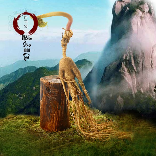 Truyền thuyết về củ sâm Hàn Quốc và những điều bạn chưa biết