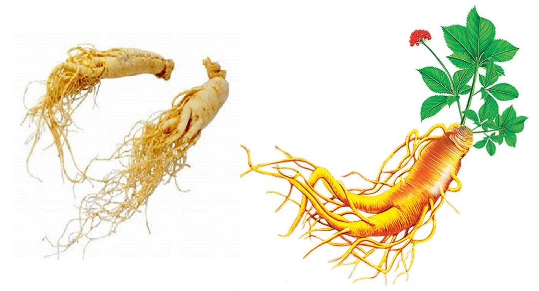 Những đặc điểm cơ bản của sâm củ Hàn Quốc