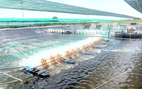 Giải pháp xử lý nước cấp cho nuôi trồng thủy sản