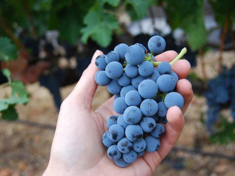 16 giống nho sản xuất rượu vang đỏ phổ biến nhất
