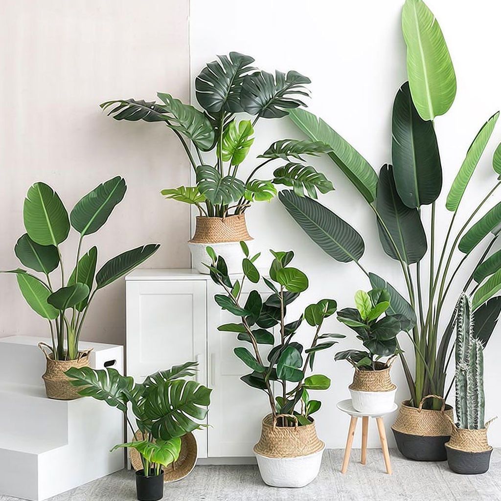 TRANG TRÍ CÂY XANH TRONG NHÀ PHÙ HỢP VÀ ẤN TƯỢNG