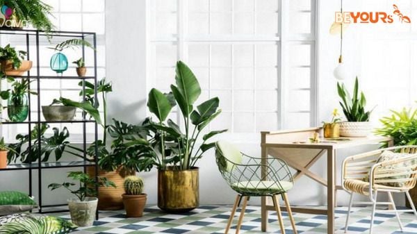 giải thích ý nghĩa của việc để cây xanh trong phòng khách