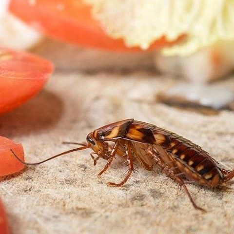Vì Sao Gián Đức Rất Khó Tiêu Diệt?