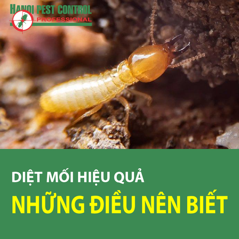 DIỆT MỐI HIỆU QUẢ VÀ NHỮNG ĐIỀU NÊN BIẾT