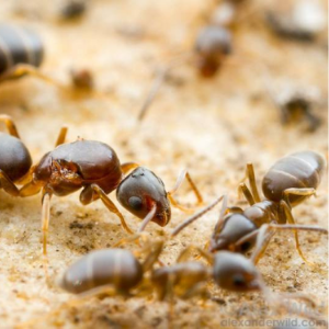 Nhận biết các loài kiến và phương pháp diệt trừ