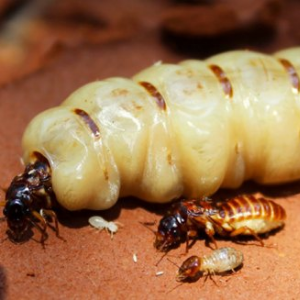 Type of termite