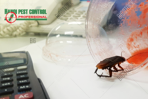 kiểm soát côn trùng cho văn phòng