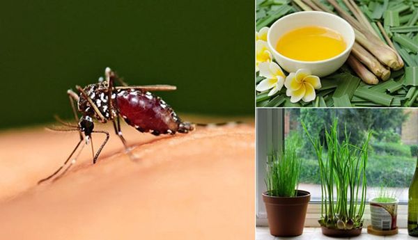 những cách diệt muỗi tại nhà tự nhiên
