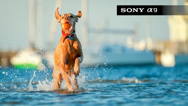 Khả năng lấy nét tự động vượt trội trên Sony A9 Mark III