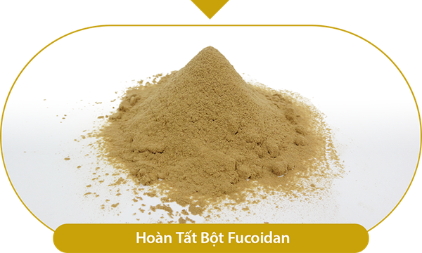 Hoàn thành bột Fucoidan
