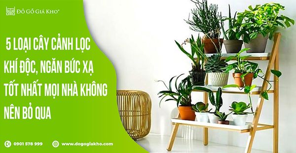5 loại cây nên đặt trong nhà thanh lọc không khí giúp bạn ngủ ngon hơn