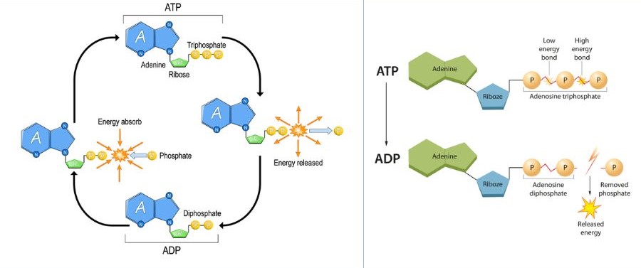 Chu trình ATP & ADP, truyền năng lượng nội bào.