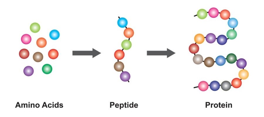 Tinh chất peptide là gì?