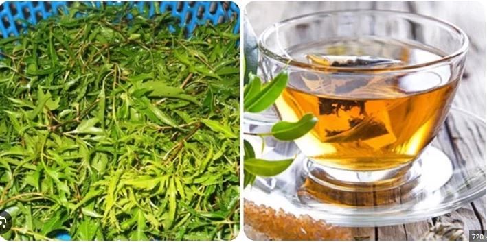Uống nước lá đinh lăng hàng ngày có tốt cho sức khoẻ?