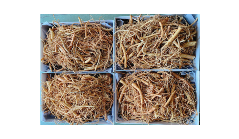 Rễ sâm Hàn Quốc có đảm bảo dưỡng chất không?