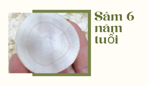 Cách nhận biết Nhân Sâm Hàn Quốc 6 năm tuổi