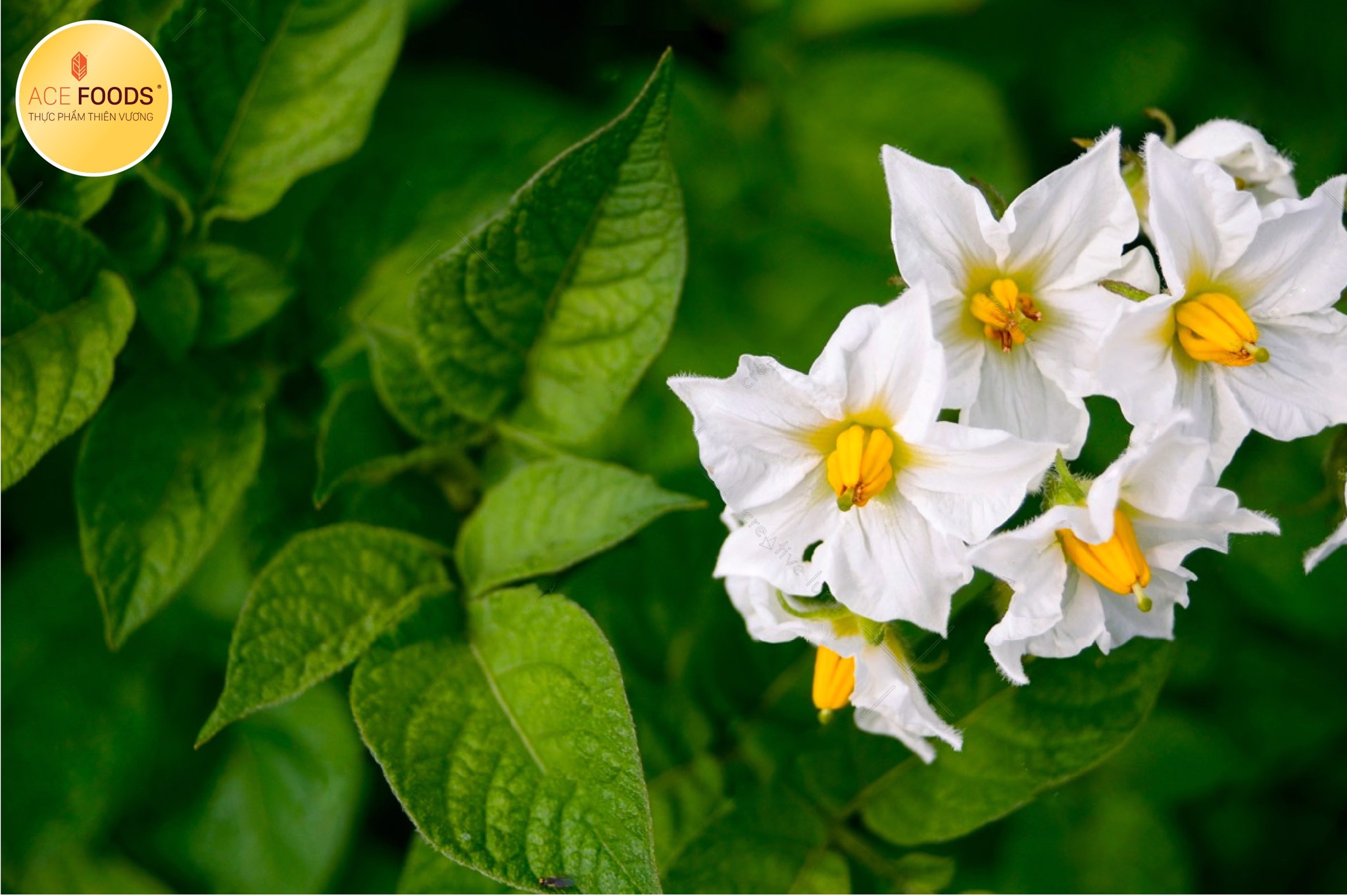 Cây 'Bintje' có kích thước trung bình và thẳng đứng, với thân cây tía, lá màu xanh đậm và hoa trắng