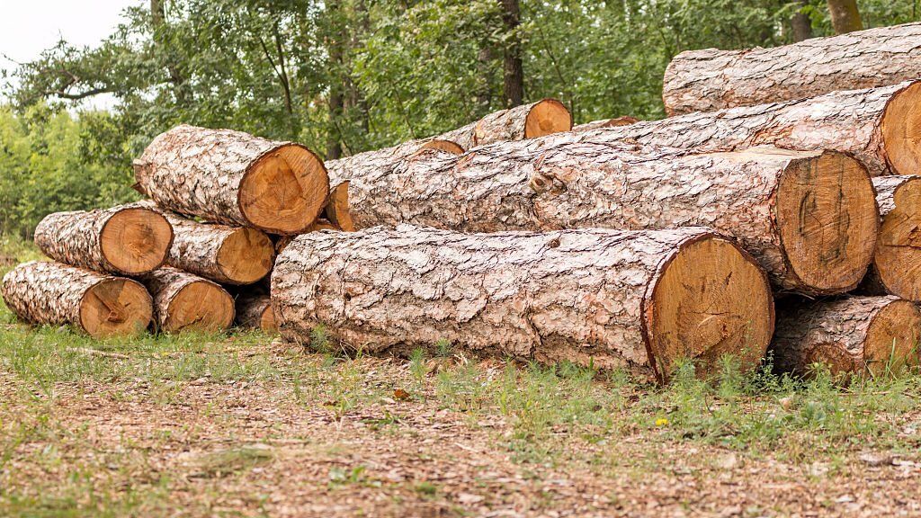 Vật liệu gỗ được khai thác từ thiên nhiên