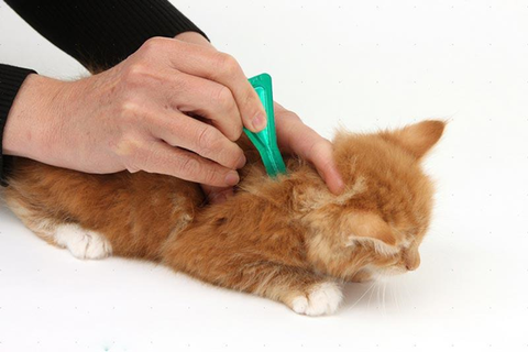 Top 3 phương pháp điều trị bọ chét, chấy, rận cho mèo hiệu quả